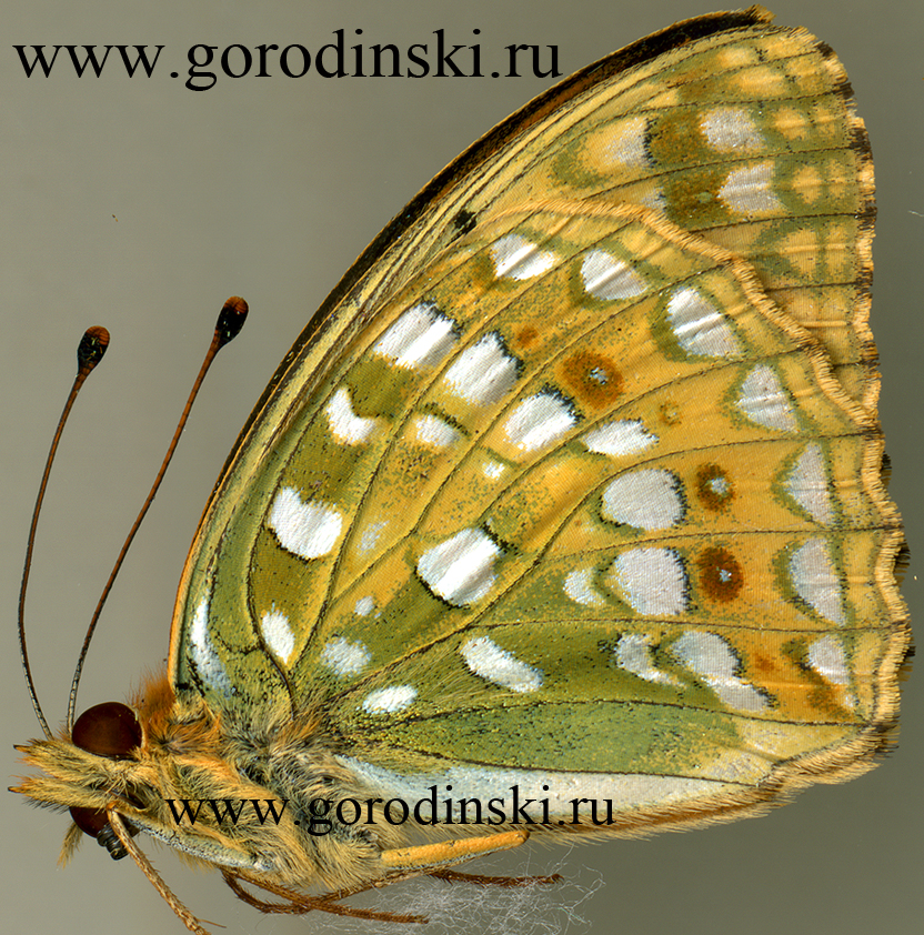http://www.gorodinski.ru/nymphalidae/Argynnis xipe niraea.jpg